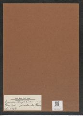 Euodia (brightwellii var.?) producta Grun. (de-Toni-Nr.: Genus 210, Species 5294) Zeichnungen Sammlung Grunow Mappe 05055 (Herbarium_W_Grunow_drawings_Folder_05055)
